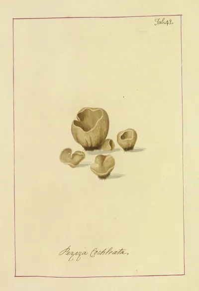 Icons Fungorum Circa Halifax Sponte Nascentium Pl 039