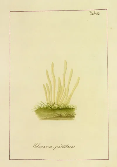 Icons Fungorum Circa Halifax Sponte Nascentium Pl 040