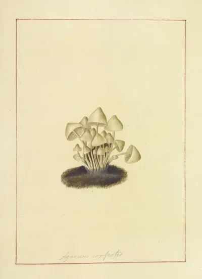 Icons Fungorum Circa Halifax Sponte Nascentium Pl 047