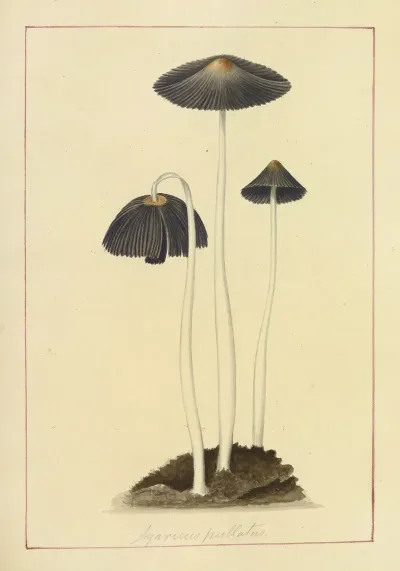Icons Fungorum Circa Halifax Sponte Nascentium Pl 048