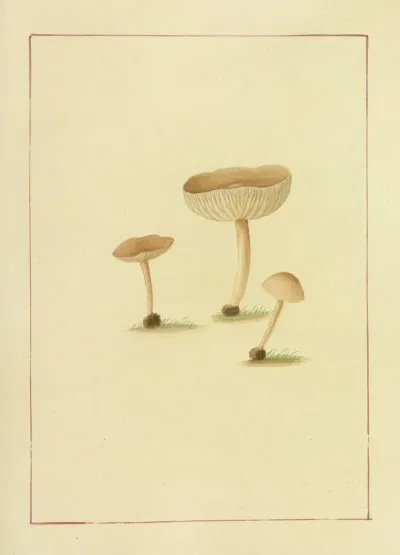 Icons Fungorum Circa Halifax Sponte Nascentium Pl 049