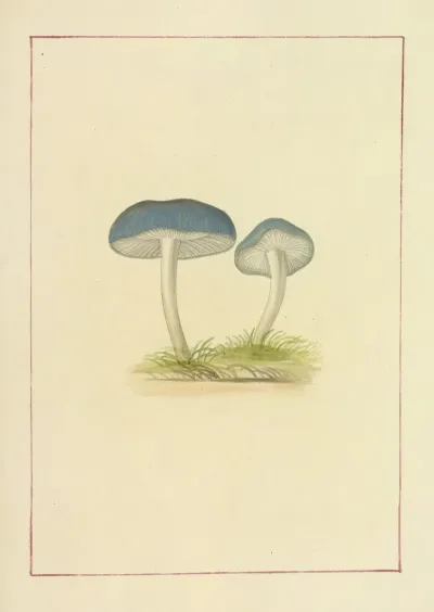 Icons Fungorum Circa Halifax Sponte Nascentium Pl 052