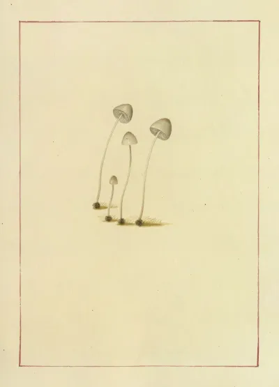 Icons Fungorum Circa Halifax Sponte Nascentium Pl 053