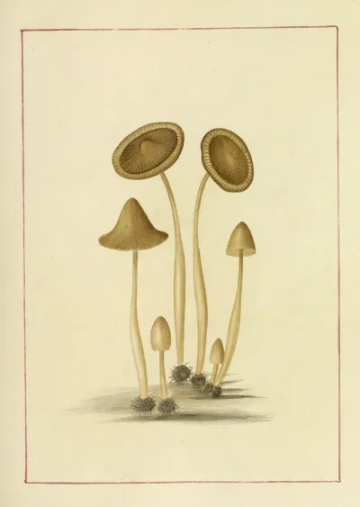Icons Fungorum Circa Halifax Sponte Nascentium Pl 054