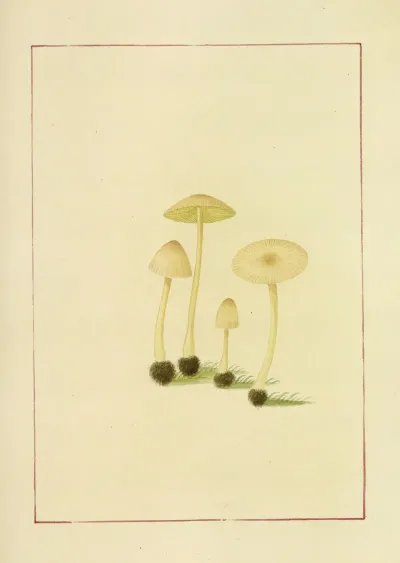 Icons Fungorum Circa Halifax Sponte Nascentium Pl 056