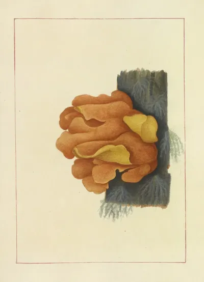 Icons Fungorum Circa Halifax Sponte Nascentium Pl 060