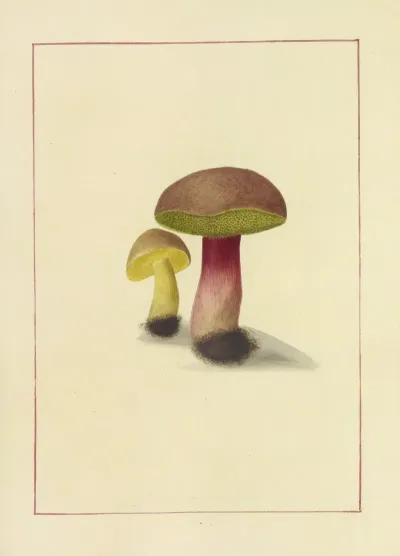 Icons Fungorum Circa Halifax Sponte Nascentium Pl 062