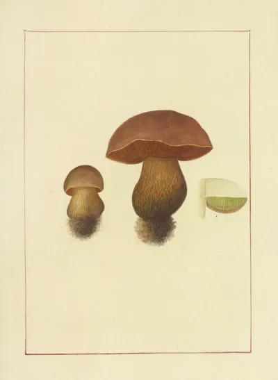 Icons Fungorum Circa Halifax Sponte Nascentium Pl 063