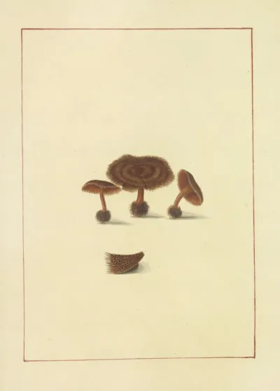 Icons Fungorum Circa Halifax Sponte Nascentium Pl 064