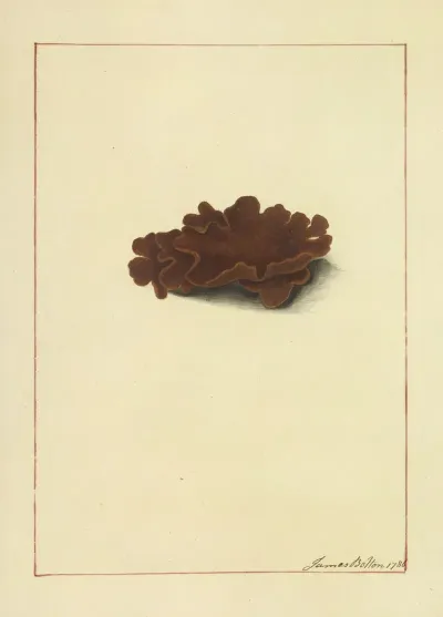 Icons Fungorum Circa Halifax Sponte Nascentium Pl 066