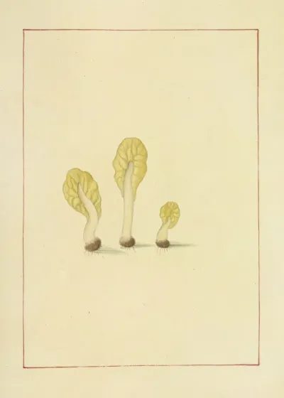 Icons Fungorum Circa Halifax Sponte Nascentium Pl 067