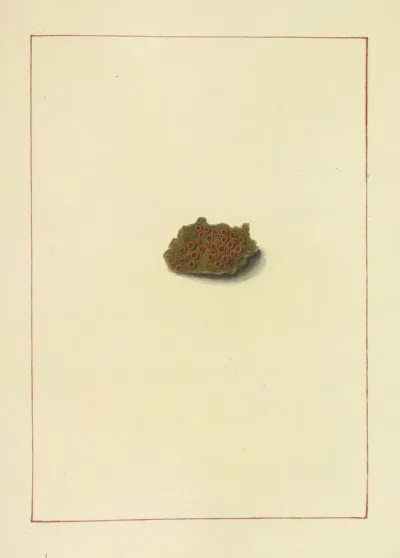 Icons Fungorum Circa Halifax Sponte Nascentium Pl 071