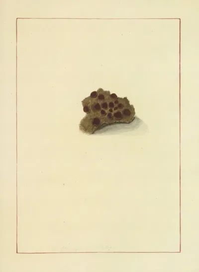 Icons Fungorum Circa Halifax Sponte Nascentium Pl 072