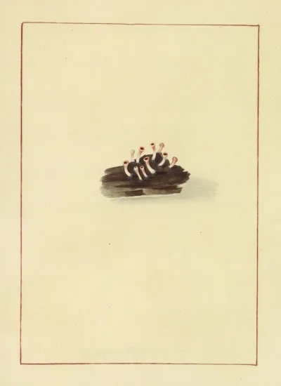 Icons Fungorum Circa Halifax Sponte Nascentium Pl 073