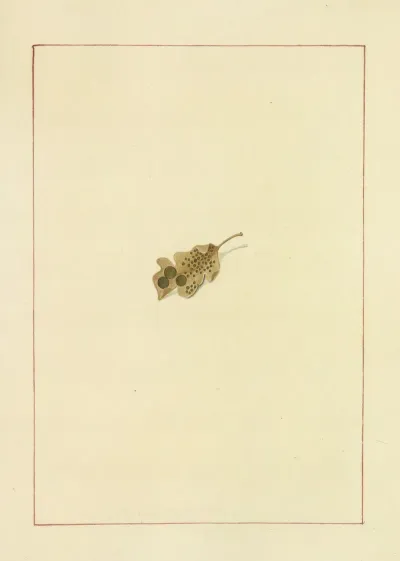 Icons Fungorum Circa Halifax Sponte Nascentium Pl 075