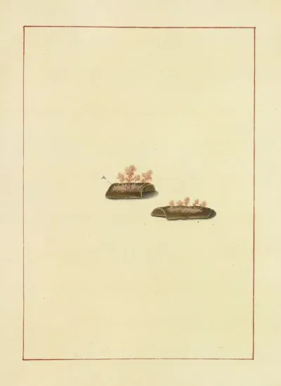 Icons Fungorum Circa Halifax Sponte Nascentium Pl 077