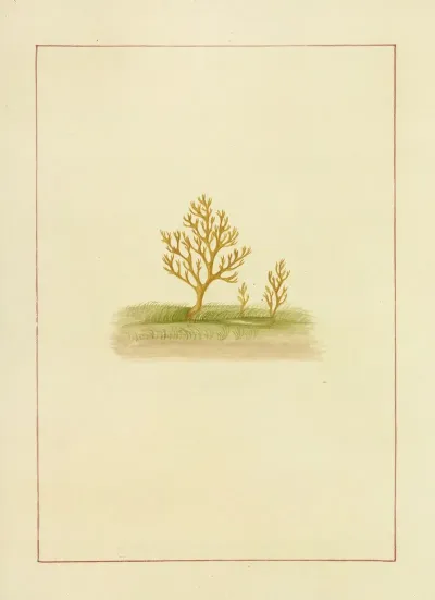 Icons Fungorum Circa Halifax Sponte Nascentium Pl 078