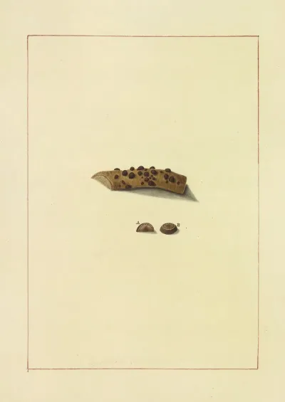 Icons Fungorum Circa Halifax Sponte Nascentium Pl 079