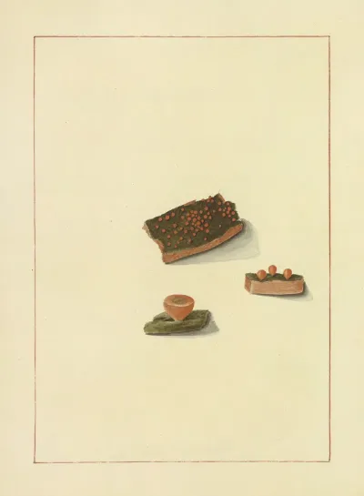 Icons Fungorum Circa Halifax Sponte Nascentium Pl 081