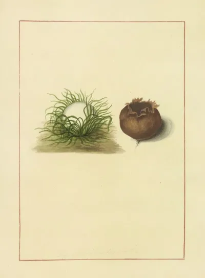 Icons Fungorum Circa Halifax Sponte Nascentium Pl 083
