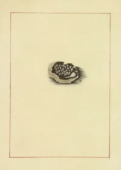 Icons Fungorum Circa Halifax Sponte Nascentium Pl 085