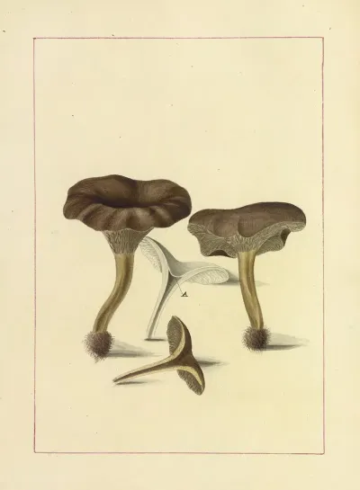 Icons Fungorum Circa Halifax Sponte Nascentium Pl 086