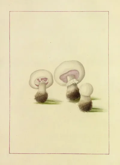 Icons Fungorum Circa Halifax Sponte Nascentium Pl 087