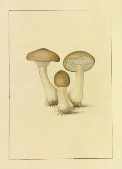 Icons Fungorum Circa Halifax Sponte Nascentium Pl 088