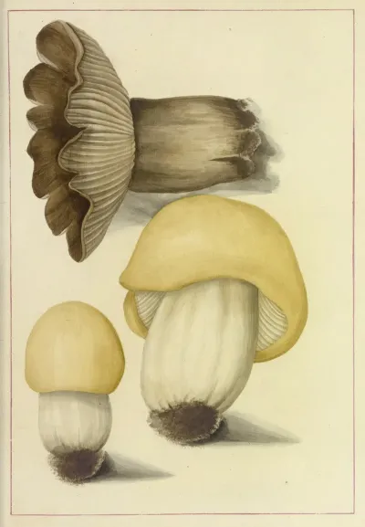 Icons Fungorum Circa Halifax Sponte Nascentium Pl 089