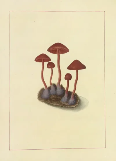 Icons Fungorum Circa Halifax Sponte Nascentium Pl 091