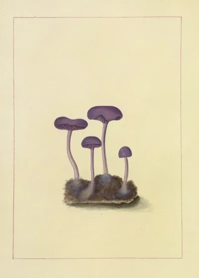 Icons Fungorum Circa Halifax Sponte Nascentium Pl 092