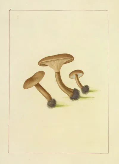 Icons Fungorum Circa Halifax Sponte Nascentium Pl 094