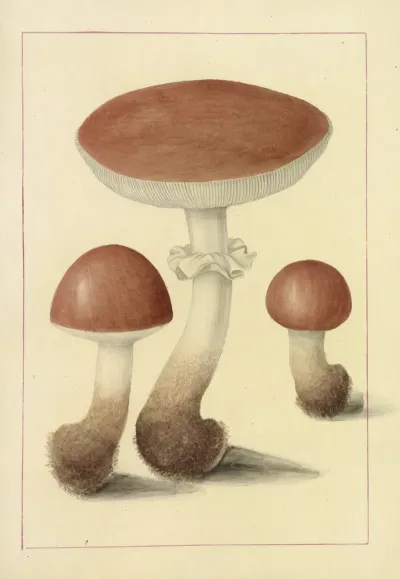 Icons Fungorum Circa Halifax Sponte Nascentium Pl 095