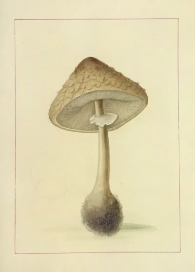 Icons Fungorum Circa Halifax Sponte Nascentium Pl 096