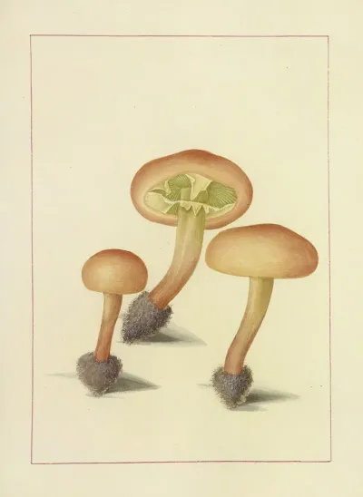 Icons Fungorum Circa Halifax Sponte Nascentium Pl 101