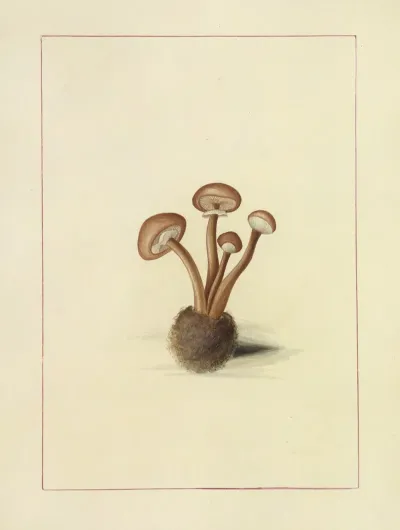 Icons Fungorum Circa Halifax Sponte Nascentium Pl 102