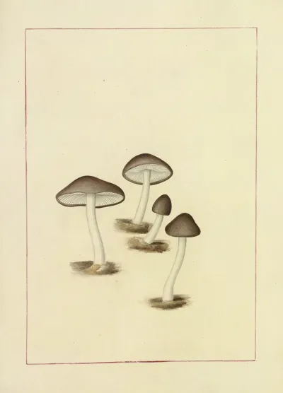 Icons Fungorum Circa Halifax Sponte Nascentium Pl 103