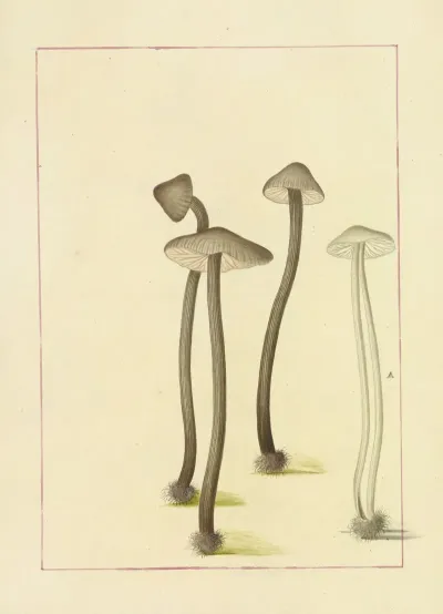 Icons Fungorum Circa Halifax Sponte Nascentium Pl 104