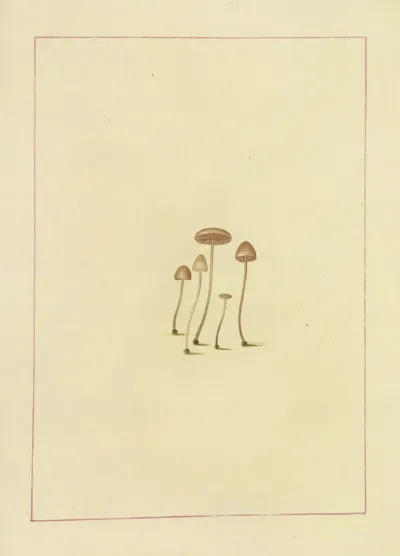 Icons Fungorum Circa Halifax Sponte Nascentium Pl 105