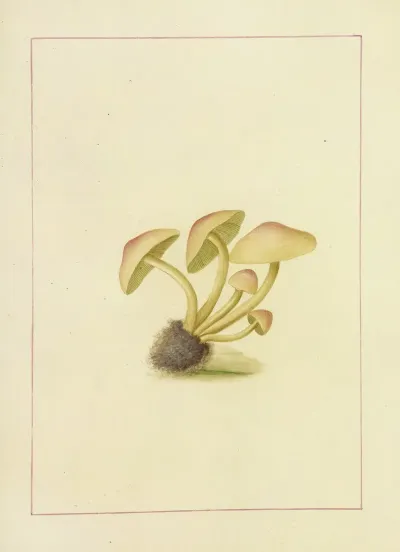 Icons Fungorum Circa Halifax Sponte Nascentium Pl 108