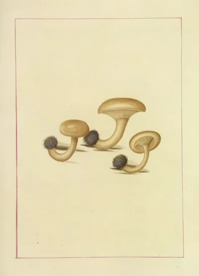 Icons Fungorum Circa Halifax Sponte Nascentium Pl 109
