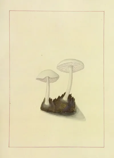 Icons Fungorum Circa Halifax Sponte Nascentium Pl 110