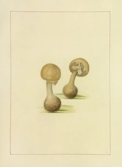 Icons Fungorum Circa Halifax Sponte Nascentium Pl 111