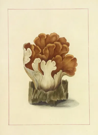 Icons Fungorum Circa Halifax Sponte Nascentium Pl 113