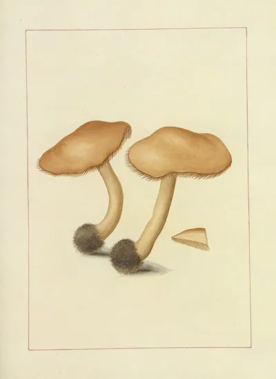Icons Fungorum Circa Halifax Sponte Nascentium Pl 115