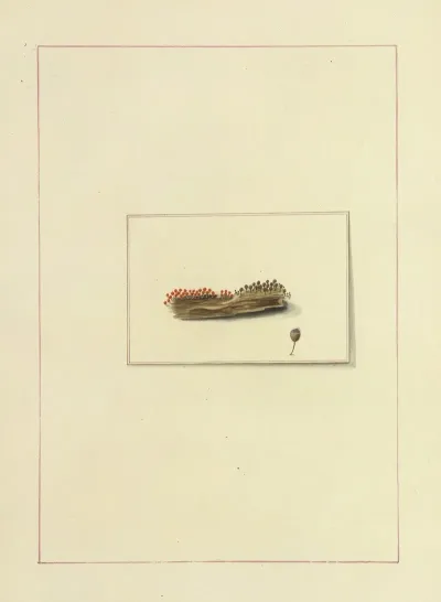 Icons Fungorum Circa Halifax Sponte Nascentium Pl 116