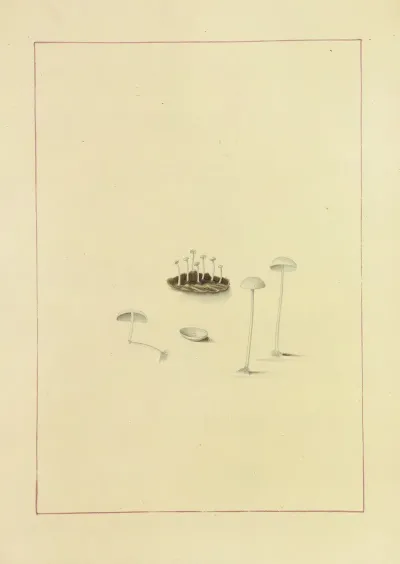 Icons Fungorum Circa Halifax Sponte Nascentium Pl 118