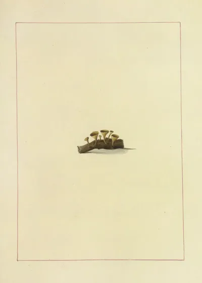Icons Fungorum Circa Halifax Sponte Nascentium Pl 119