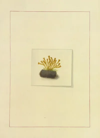 Icons Fungorum Circa Halifax Sponte Nascentium Pl 125