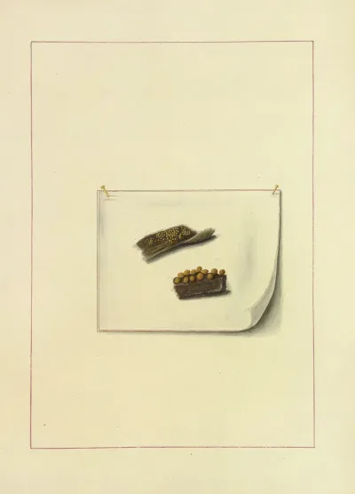 Icons Fungorum Circa Halifax Sponte Nascentium Pl 126